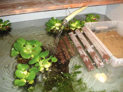 Indoor asian box turtle enclosure
