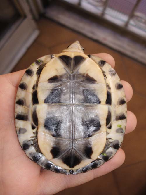 Asian box turtle
