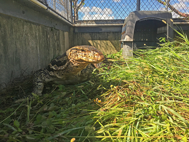 Asian water monitor