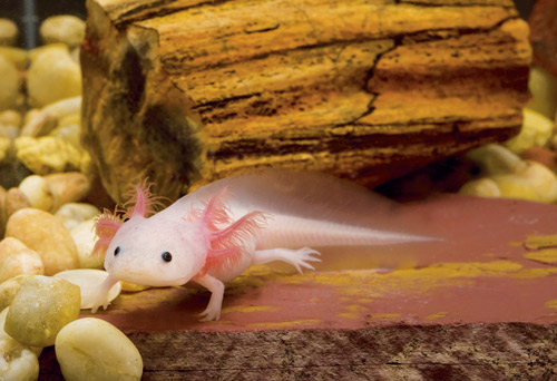 Axolotl Reptiles Magazine