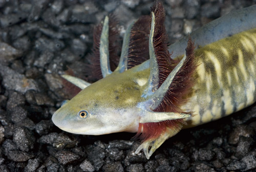 harlequin axolotl