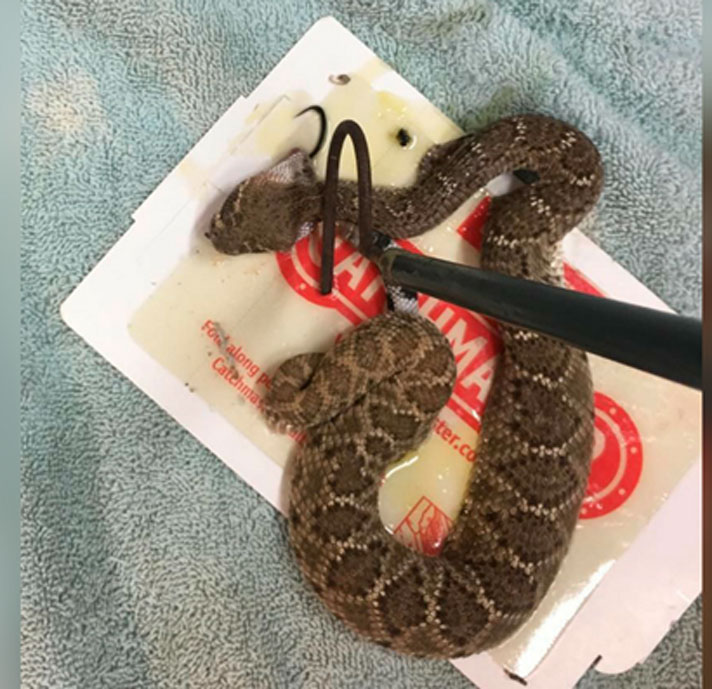baby rattlesnake stuck on glue trap.
