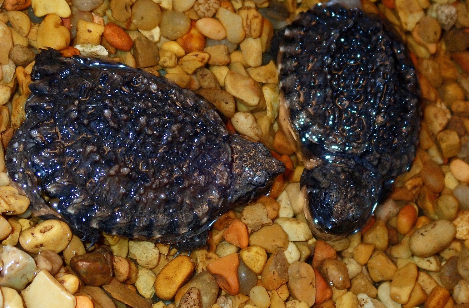 Two baby snapping turtles