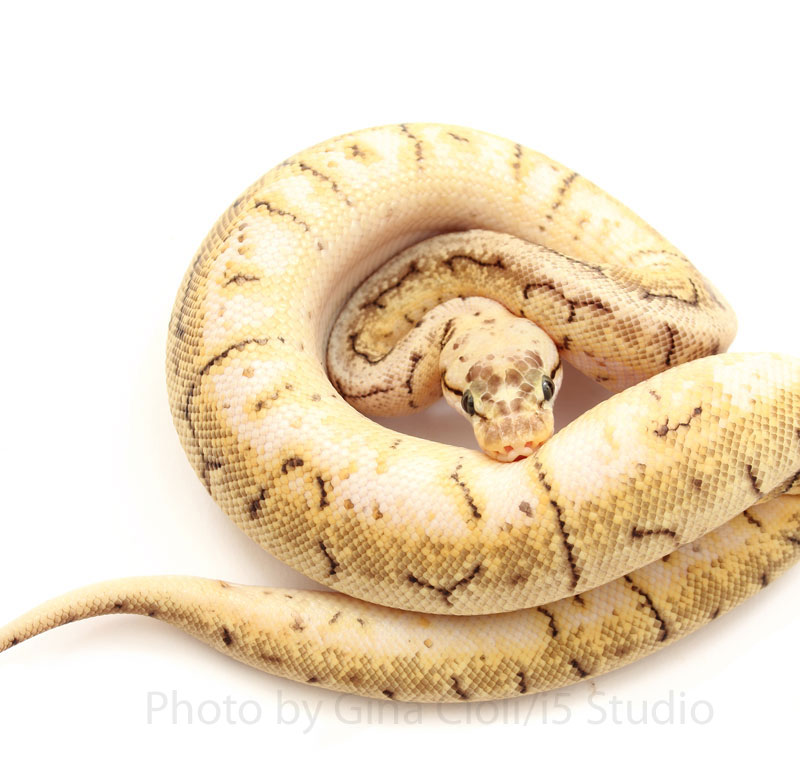 a ball python morph