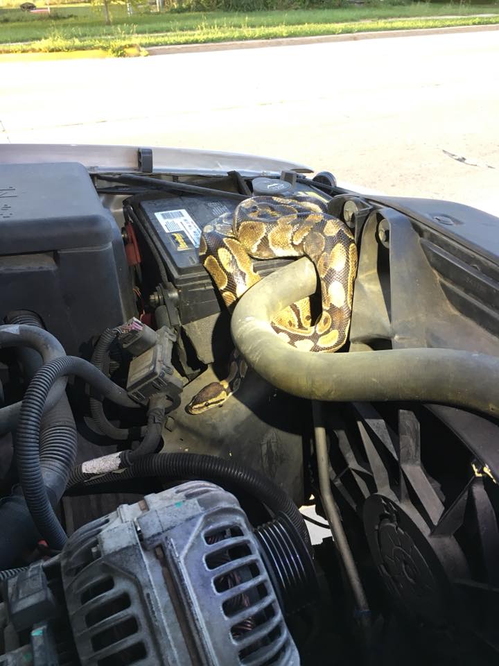 Ball python under hood of car