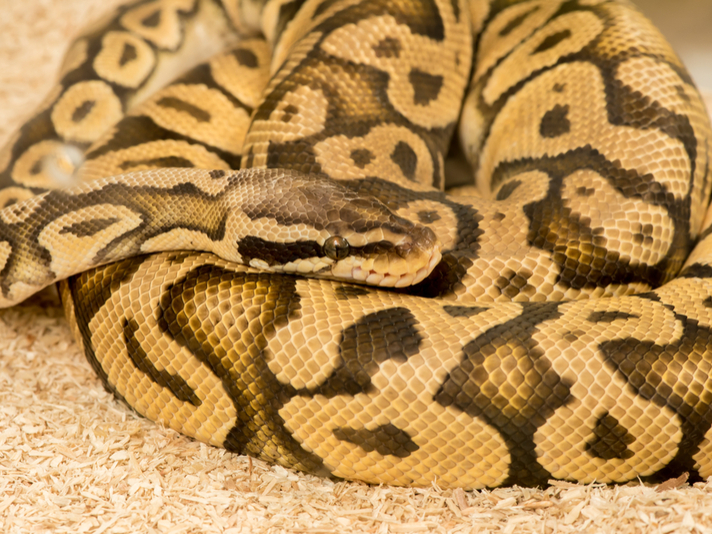 ball python