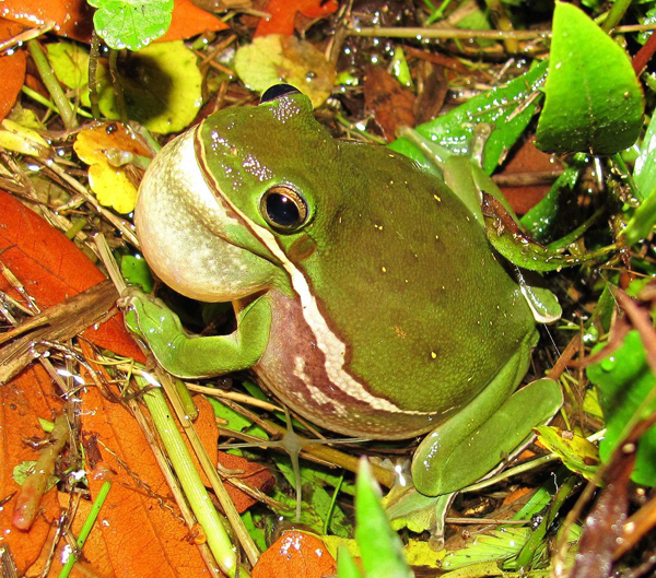 barking treefrog