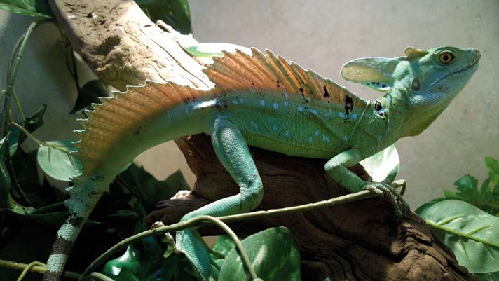 green basilisk lizard coloring page