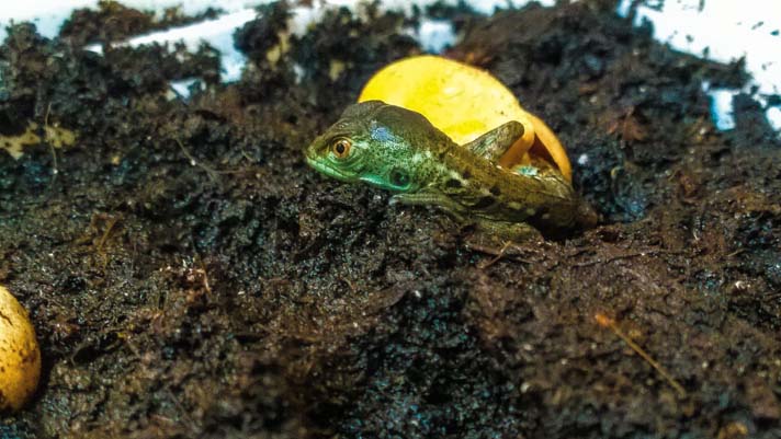 Basilisk lizard hatchling