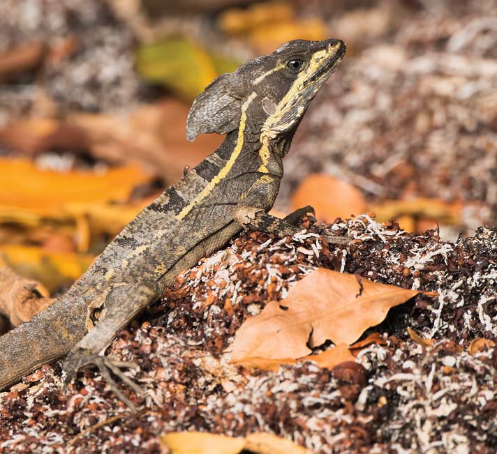 basilisk lizard