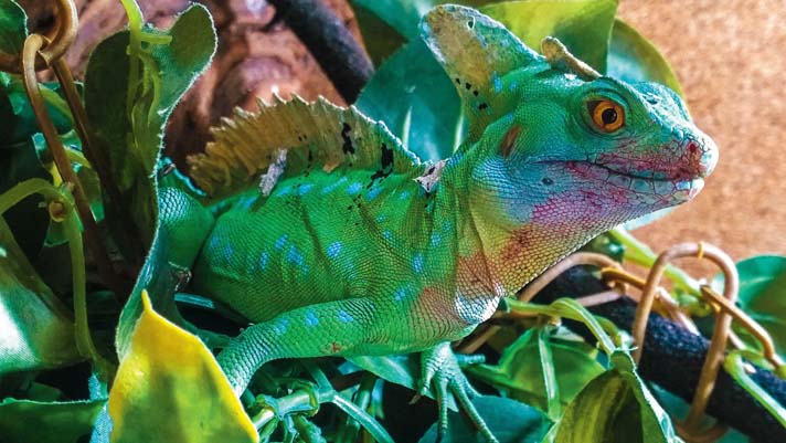 blue basilisk lizard