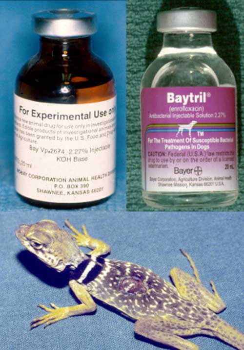 Baytryl