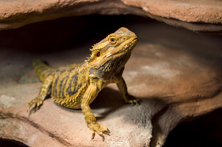 Beginner Lizards Telegraph