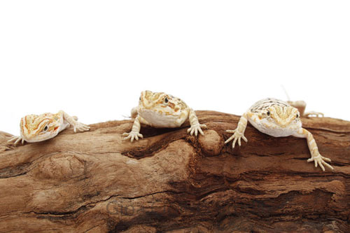 Bearded dragon juveniles