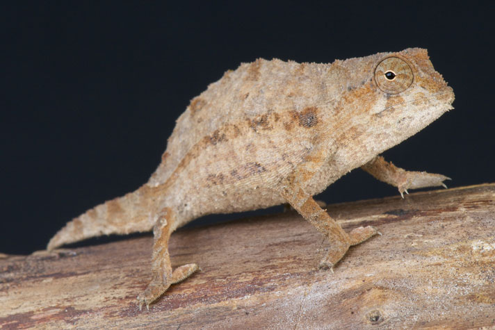 Pygmy Stump-Tailed Chameleon