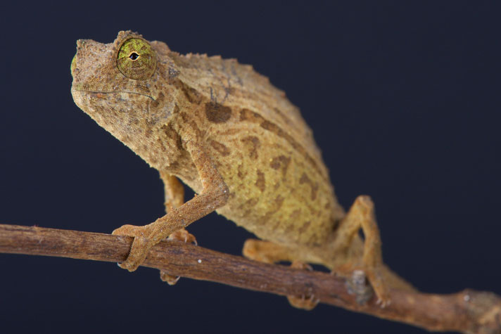 bearded leaf chameleon