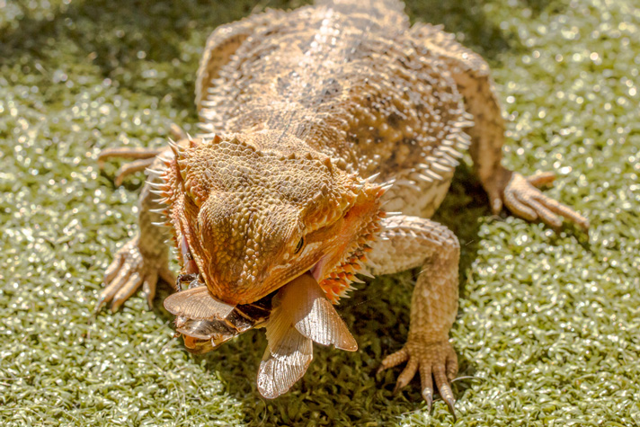 baby mountain horned lizard