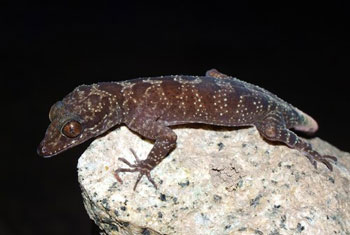 Bent-toed gecko