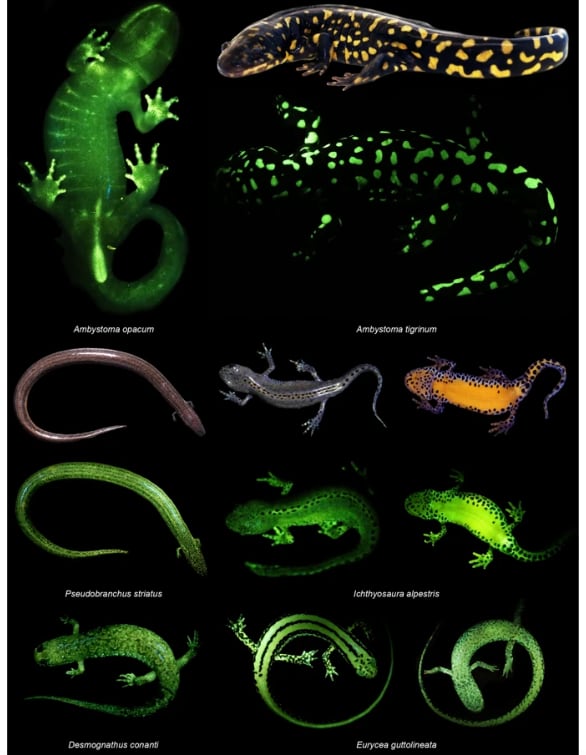 biofluorescence in amphibians