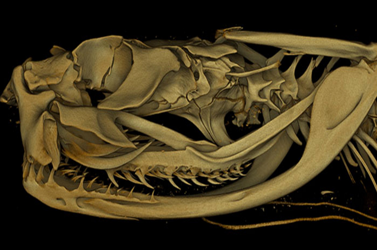 A 3D rendering of the jaw of Bitis harenna