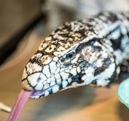 Tony the tegu is up for adoption in NorCal