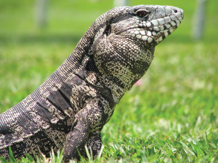 Argentine black and white tegu