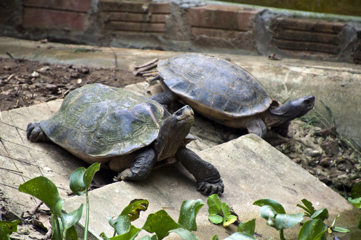 black-breasted leaf turtle