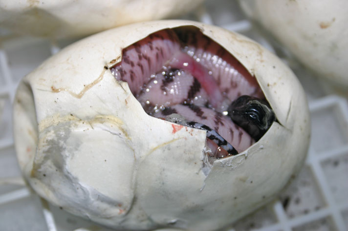 Black-headed python hatching out of its shell.