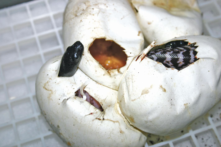 black-headed python hatchlings pipping