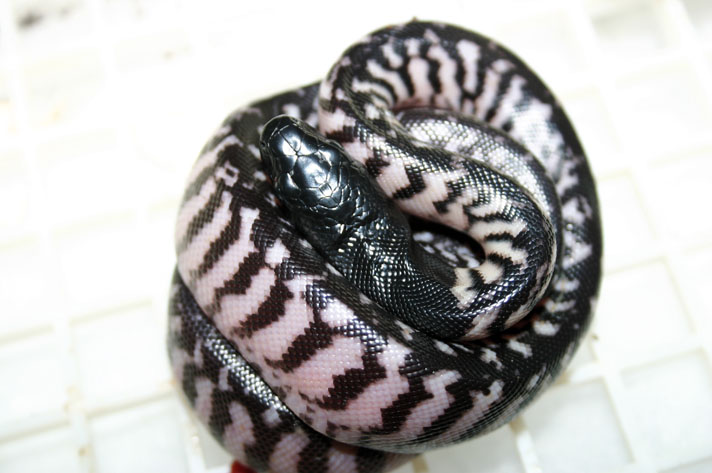 Black-headed python