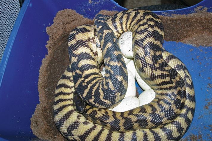 Black-headed python with eggs