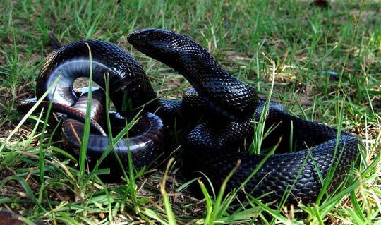 Black Pine Snake