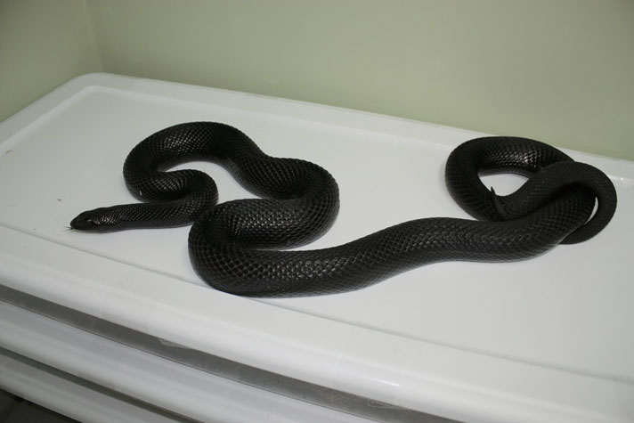black-pine snake