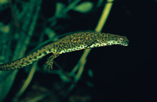 black spotted newt