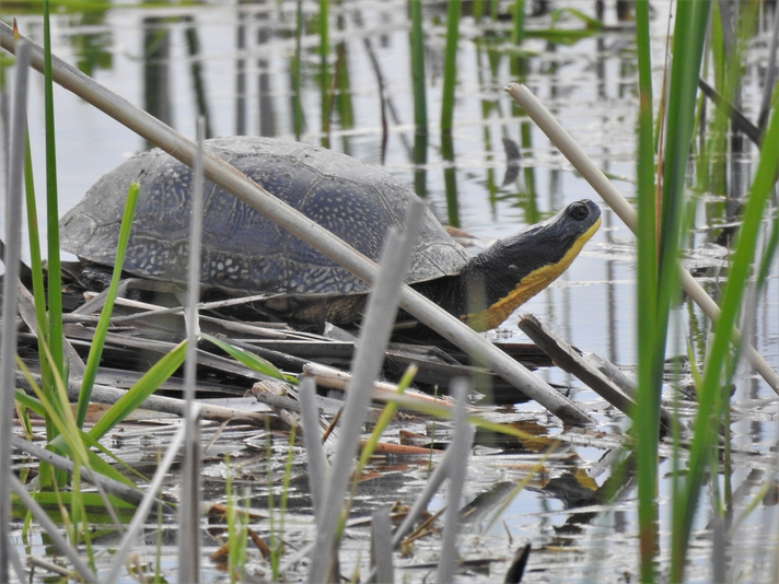 blanding's turtle