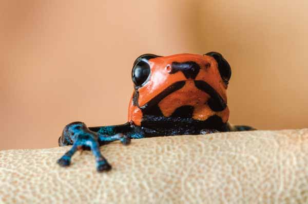Blessed Dart Frog Care Tips