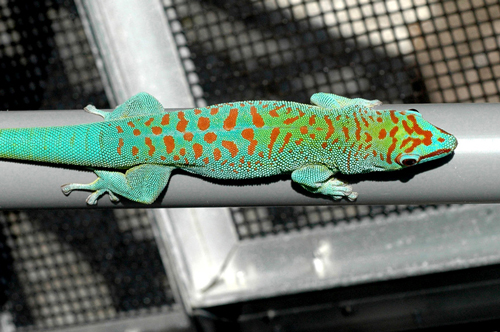 Giant Day Gecko Care Sheet Peaceful Place