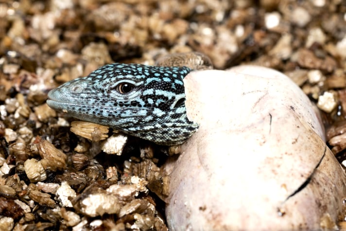 Blue spotted tree monitor