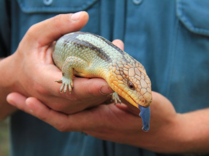 Blue-tongued skink