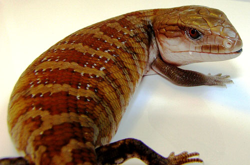 blue-tongue skink young