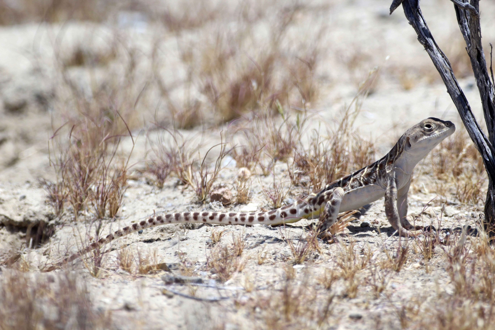 California’s Blunt-nosed Leopard Lizard Threatened By Warming Planet, Study Says