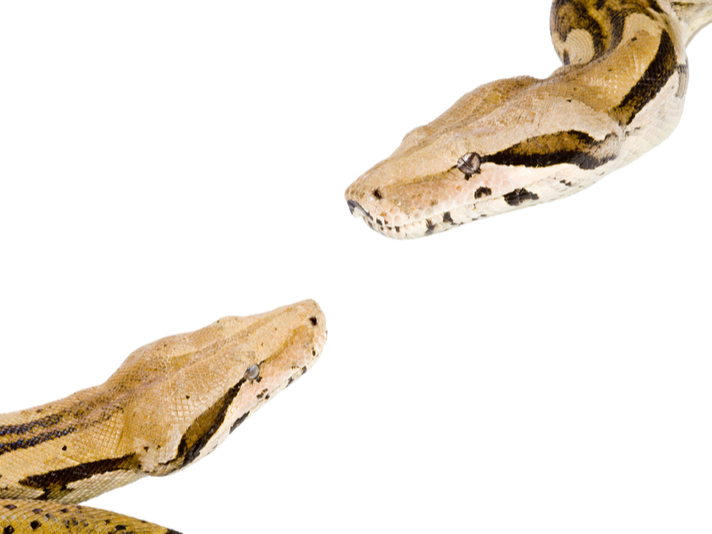 The Boa Constrictor - Reptiles Magazine