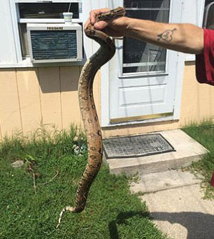 What Is Up With New Jersey And “Large” Snakes On The Loose?