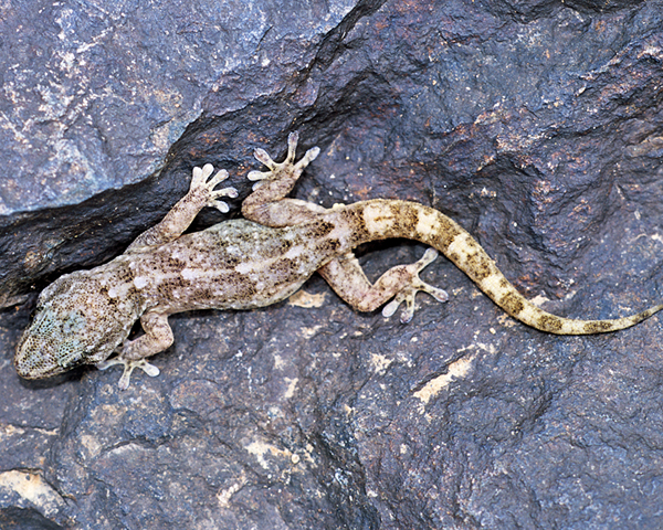 Boettgers wall gecko