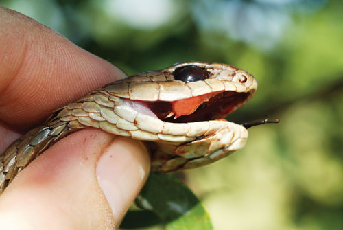 The boomslang is a rear fanged snake