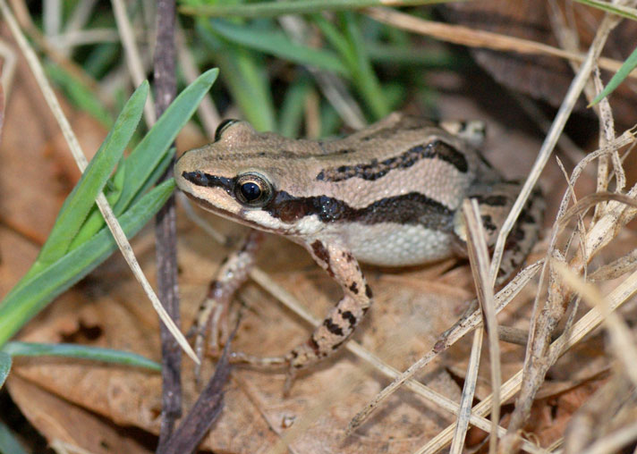 Boreal chorus frog Pseudacris triseriata or maculata