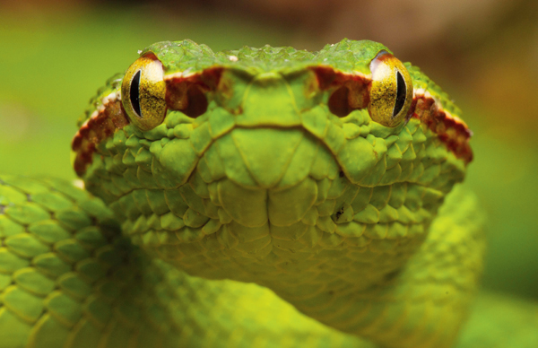 Many Bornean keeled vipers (Tropidolaemus subannulatus) were encountered.