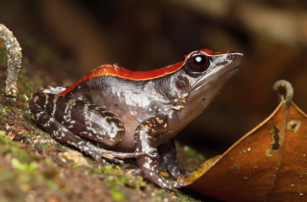 The mahogany frog (Hylarana luctuosa) is one of the many amphibian residents of the frog pond in Kubah National Park.