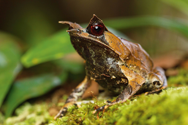  long-nosed horned frog, Megophrys nasuta