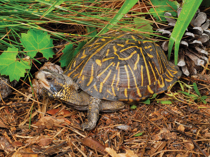 box turtle